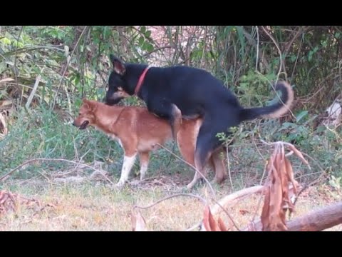 Red and black Dogs sweet meeting at countryside.
