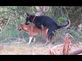 Red And Black Dogs Sweet Meeting At Countryside