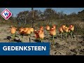 Gedenksteen verdwenen uit duinen in Den Haag - OMROEP WEST