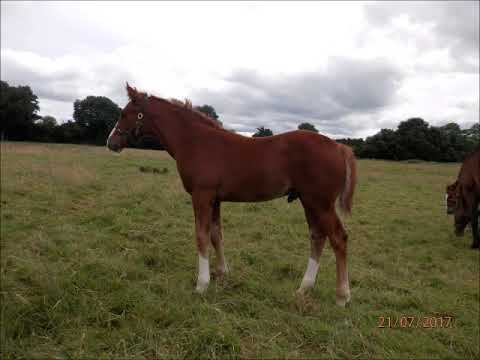 2017 gelding Valent(kwpn, Hors la loi II x Lux z) X Cruising(ISH)