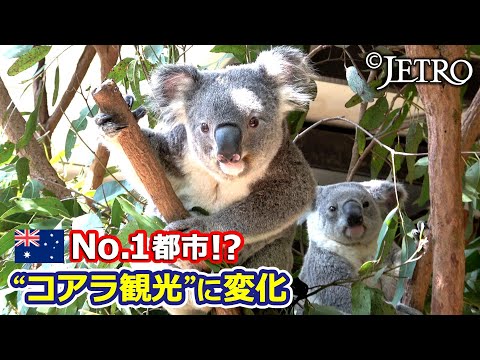 オーストラリアのガーデンデザイン耐性植物ユーカリ