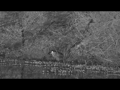 Djuma: Black-crowned Night Heron hunting - 23:56 - 01/05/21