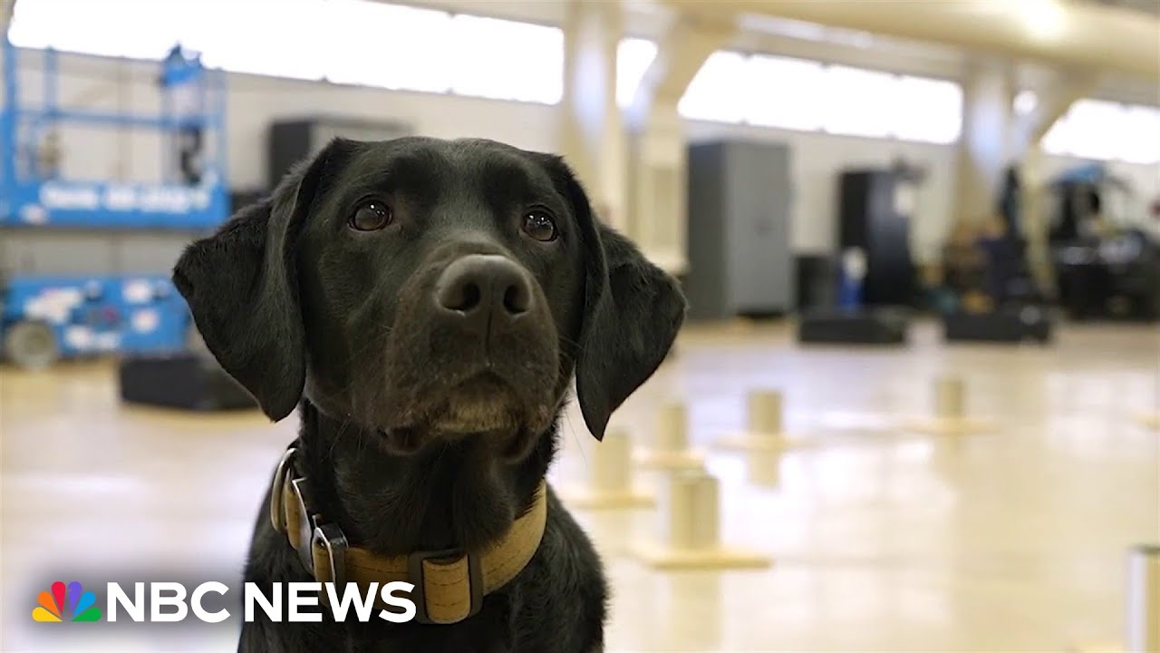 Meet the Dogs Traiпiпg to Work for the ATF