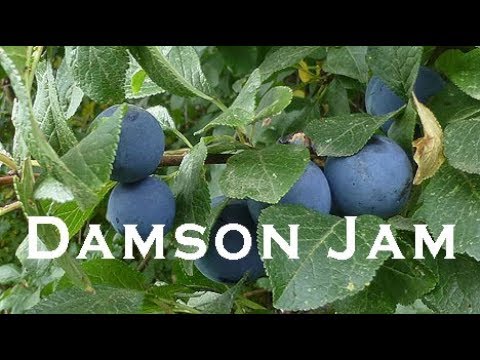 download lagu mp3 mp4 Damson And Blackberry Jam, download lagu Damson And Blackberry Jam gratis, unduh video klip Damson And Blackberry Jam