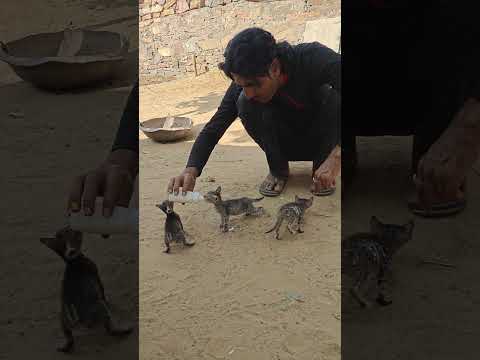 Please help these babies too, if they are suffering from hunger then feed them something ♥️🙏