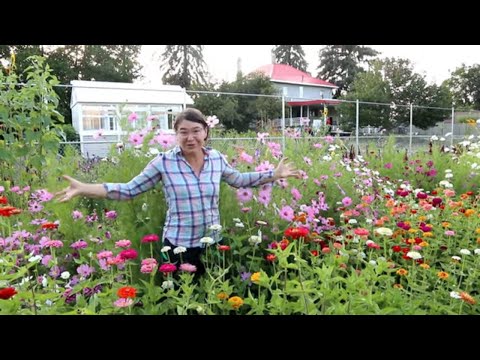 The Beauty and Challenges of Flower Farming