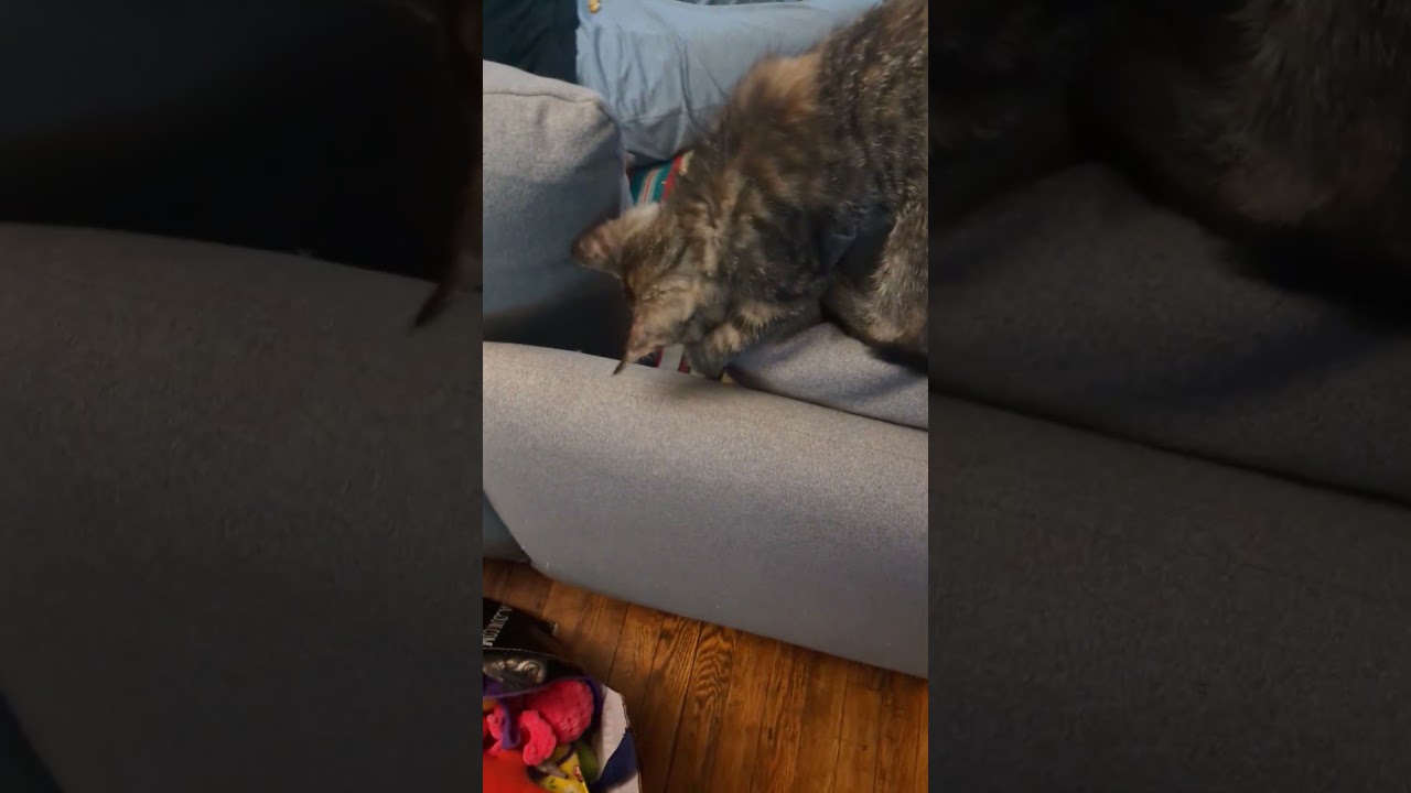 Luly, a ADOPTABLE American Shorthair in Brooklyn, NY video 5/5