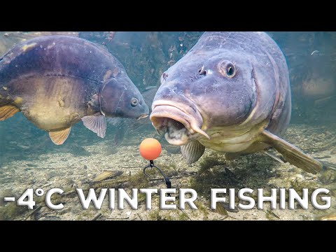 Underwater Carp Fishing In A Frozen Lake (-4°C)