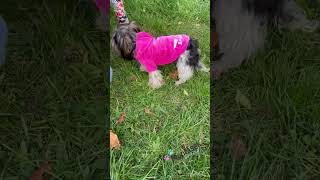 Mikina pro fenky růžová princess pro psa 38-44cm