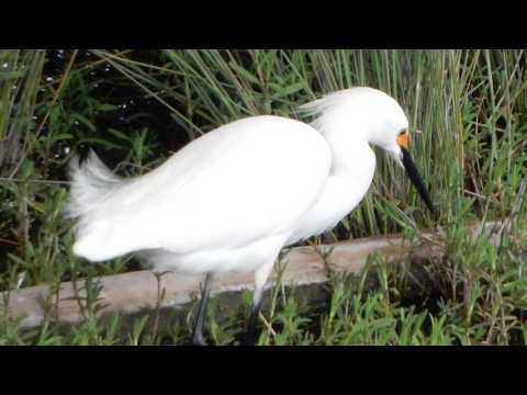 Snowy Egret Call