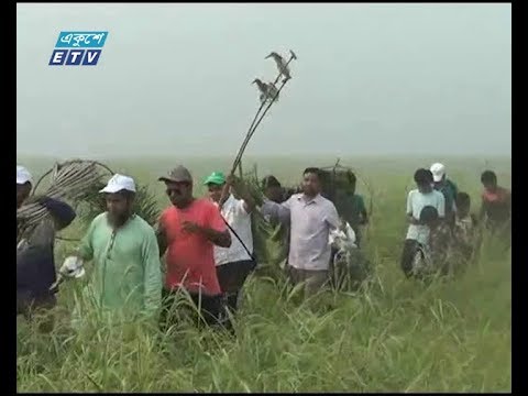 অবাধে পাখি শিকারে হুমকির মুখে চলনবিল