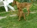 irish terriers Saint devils 