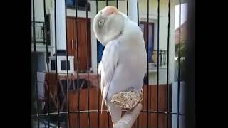 Download lagu MASTERAN PANCINGAN LOVEBIRD KONSLET PAUD BALIBU mp3