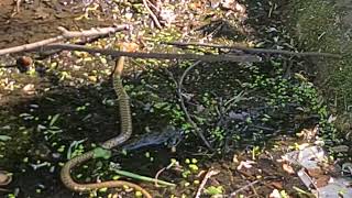 Zmije u prirodi--dugačka metrena točkasta zmija  gmiže po prljavom pojilištu za konje...
