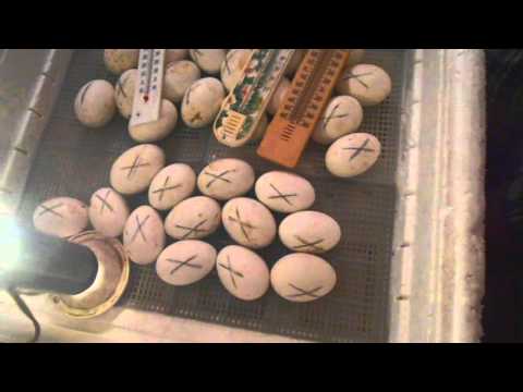 Овоскопирование утиных яиц на 16-й день инкубации.