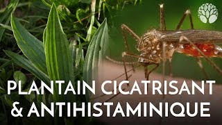 Comment soulager les piqures et l'allergie.