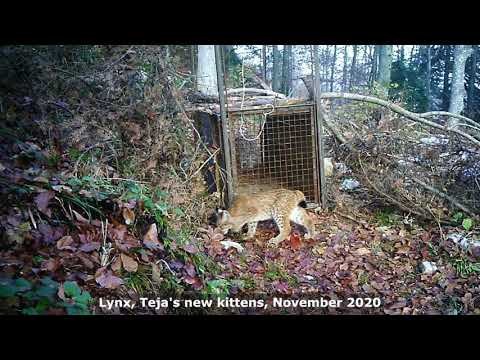 Lynx Teja with two kittens