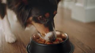 MPC Brand DogsInCharge Wet LocalPetStore VID Innovid