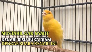 Download lagu kenari gacor panjang Cuit Cuit EMOSI, Pancingan Kenari Paud Belajar Bunyi, terapi AMPUH Kenari MACET mp3