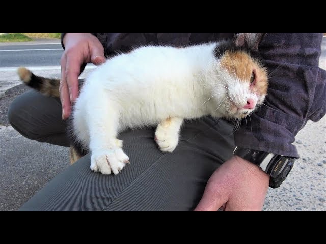 Vidéo Prononciation de 黒猫 en Japonais