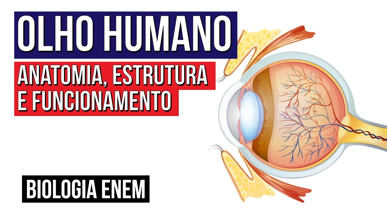 OLHO HUMANO: anatomia, estrutura e funcionamento | Biologia para o Enem | Cláudia de Souza Aguiar