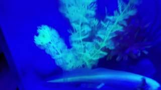BEAUTIFUL up close video of my 2 Axolotls under blue LED lights