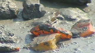 Клуб любителей ловли янтаря калининград где сегодня ловят