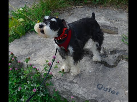 4  ADL Reactions to Disappointment