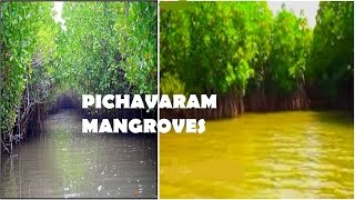 Pichavaram Backwater near Chidambaram