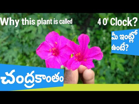 4 oclock plant flowers/ chandrakantha plant