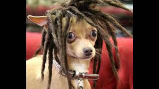 Stephen Marley - Chase Dem