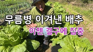 무름병 이겨낸 김장배추 이젠 보약한첩 줘야 해요