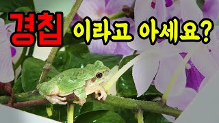 경칩이라고 아세요?