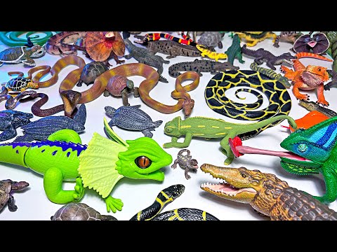 Reptiles Collection, Crocodiles, Turtles, Snakes, Tortoises, Lizards, Komodo Dragons, Chameleon