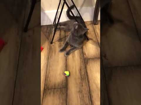 Zara scratching and exploring #funnycats