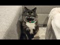 Sweet Tuxedo Cat S Playful Moment Becomes Embarrassingly Cute