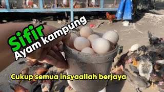 Download lagu Perkara asas sebelum menternak ayam kampung mp3 Download lagu Perkara asas sebelum menternak ayam kampung mp3