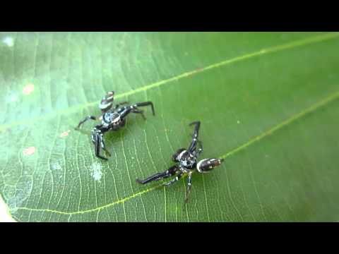 Tempest(bottom) vs H12(top) Rd1 - 140212