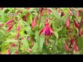 Fuchsia : plantation et entretien - Truffaut