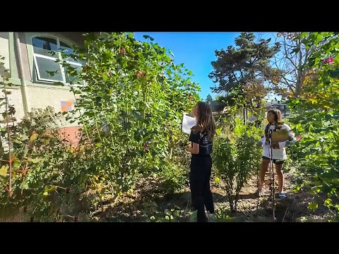 Berkeley schoolkids plant tiny forests to combat climate change