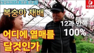 [복숭아재배]4월 열매 착과 부위가 중요하다/12과 이내 100%/ 냉해방지와 이것 시비/전북전주 복숭아
