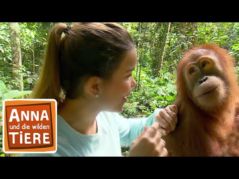 Orang-Utans in der Schule | Reportage für Kinder | Anna und die wilden Tiere