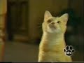 The Lion King ABC Promo 1996