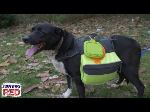 How to Pack a 72-Hour Bug-Out Bag for Your Dog