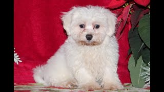 Video preview image #1 Maltichon Puppy For Sale in RISING SUN, MD, USA