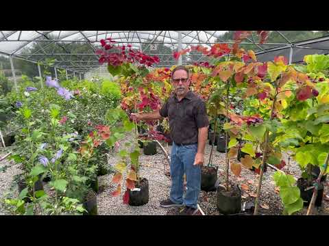 Flame Thrower Redbud from Sooner Plant Farm