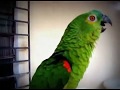 Parrot sings Mozart's 