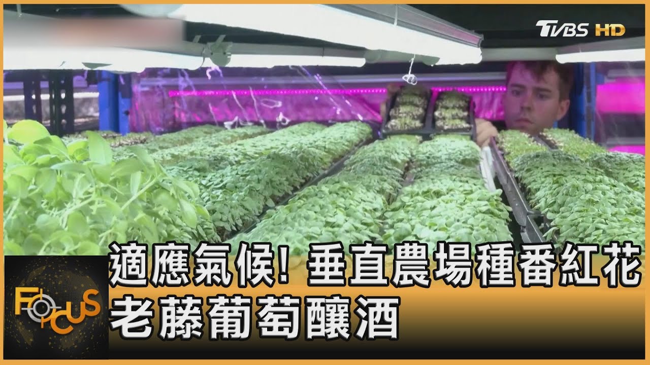 適應氣候!垂直農場種番紅花 老藤葡萄釀酒
