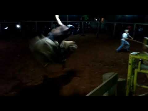 Touro Paraíso.cia Ferrerinha