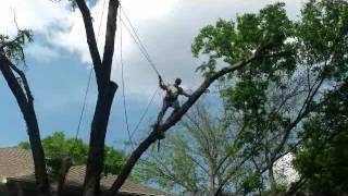 Downs Tree Service  Nashville, Tn